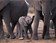 100 000 éléphants menacés de disparition
