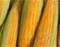19 OGM autorisés à être commercialisés en Europe