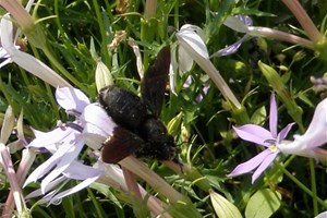 Abeille Charpentière