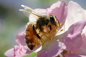 Abeille en train de butiner