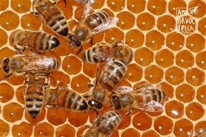 Abeilles et miel