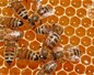 Abeilles et miel