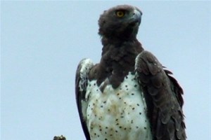 Aigle martial