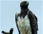 Aigle martial