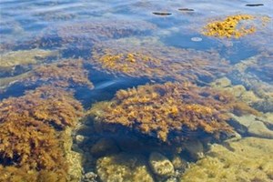 Algues dans la mer