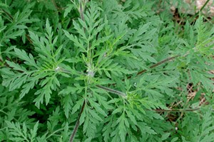 Allergie à l'ambroisie