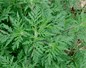 Allergie à l'ambroisie