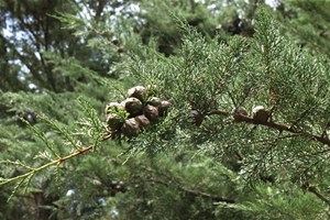 Allergie au cyprès