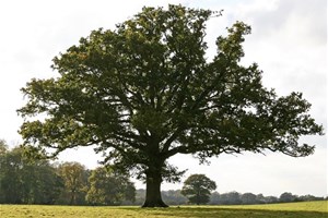 Arbre
