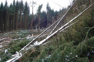Arbres couchés