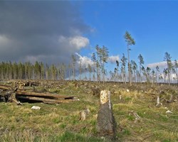 Déforestation