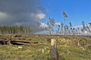 Arbres coupés et déforestation