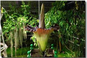 Arum Titan