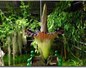 Arum Titan