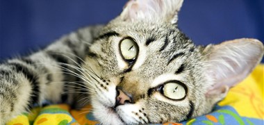 Attention aux anti-puces pour animaux, contenant des pesticides toxiques