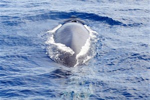 Baleine