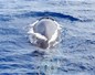 Baleine