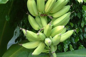 Bananes