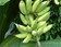 Bananes