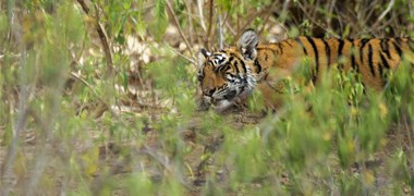 Biodiversité : le nombre d'espèces diminue de façon alarmante