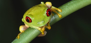 La biodiversité terriblement menacée par le réchauffement climatique