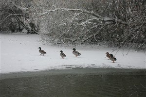 Canards sous la neige