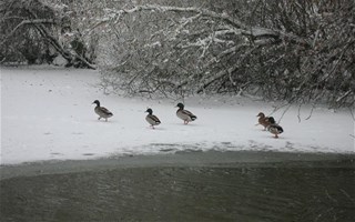 Canards sous la neige