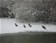 Canards sous la neige