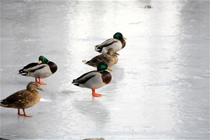 Canards sur le verglas