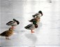 Canards sur le verglas