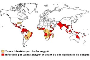 Carte de la dengue dans le monde