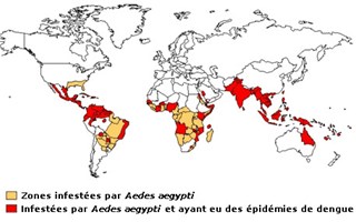 Carte de la dengue dans le monde