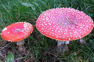 Champignon vénéneux amanite