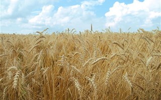Champs de blé