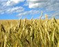 Champs de maïs OGM