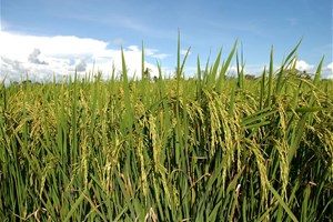 Champs de riz