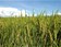 Champs de riz