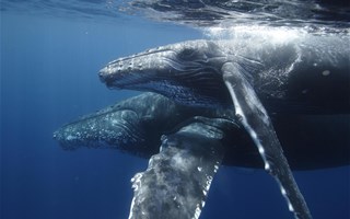 Le chant des baleines