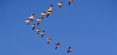 La chasse aux oies jusqu'à fin février suspendue par le Conseil d'Etat