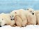 La chasse de l'ours polaire toujours autorisée