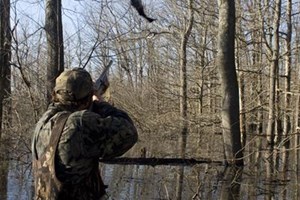 Chasseur visant un canard