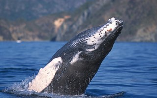 Les chasseurs de baleine norvégiens ont harponné 729 cétacés