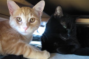 Chats