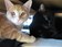 Chats