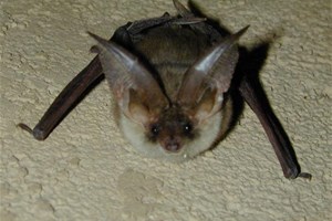 Chauve-souris