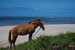 Cheval sur une plage