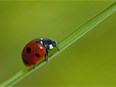 Coccinelle préserver la biodiversité