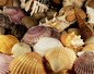 Coquillages