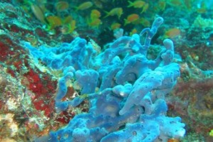 Corail bleu - fonds sous-marin