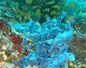 Corail bleu - fonds sous-marin